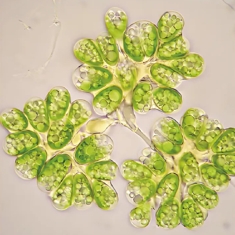 AlgaEnergy becomes first to certify cyanobacteria-free microalgae for EU ag use