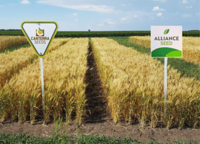 Canterra Seeds acquires Alliance Seed in move to grow Western Canada reach