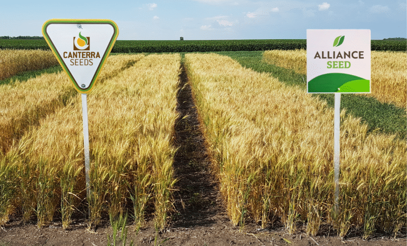 Canterra Seeds acquires Alliance Seed in move to grow Western Canada reach