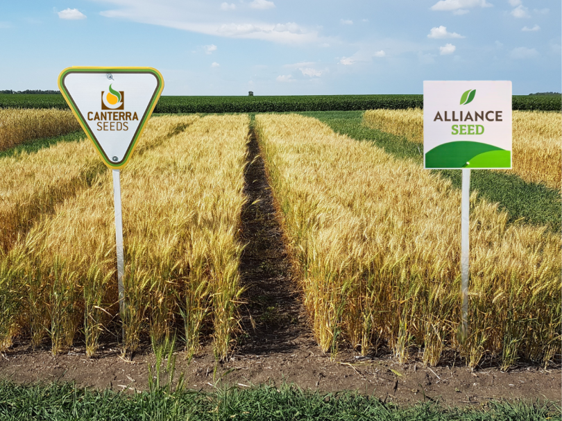 Canterra Seeds acquires Alliance Seed in move to grow Western Canada reach