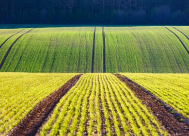 CPDA says MAHA report mischaracterizes pesticide safety and risks food affordability