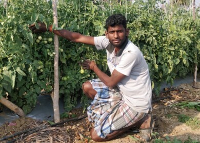 Grafting and polyhouses improve tomato yields for Indian smallholders