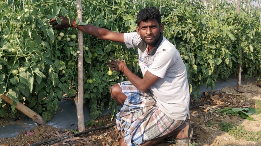 Grafting and polyhouses improve tomato yields for Indian smallholders