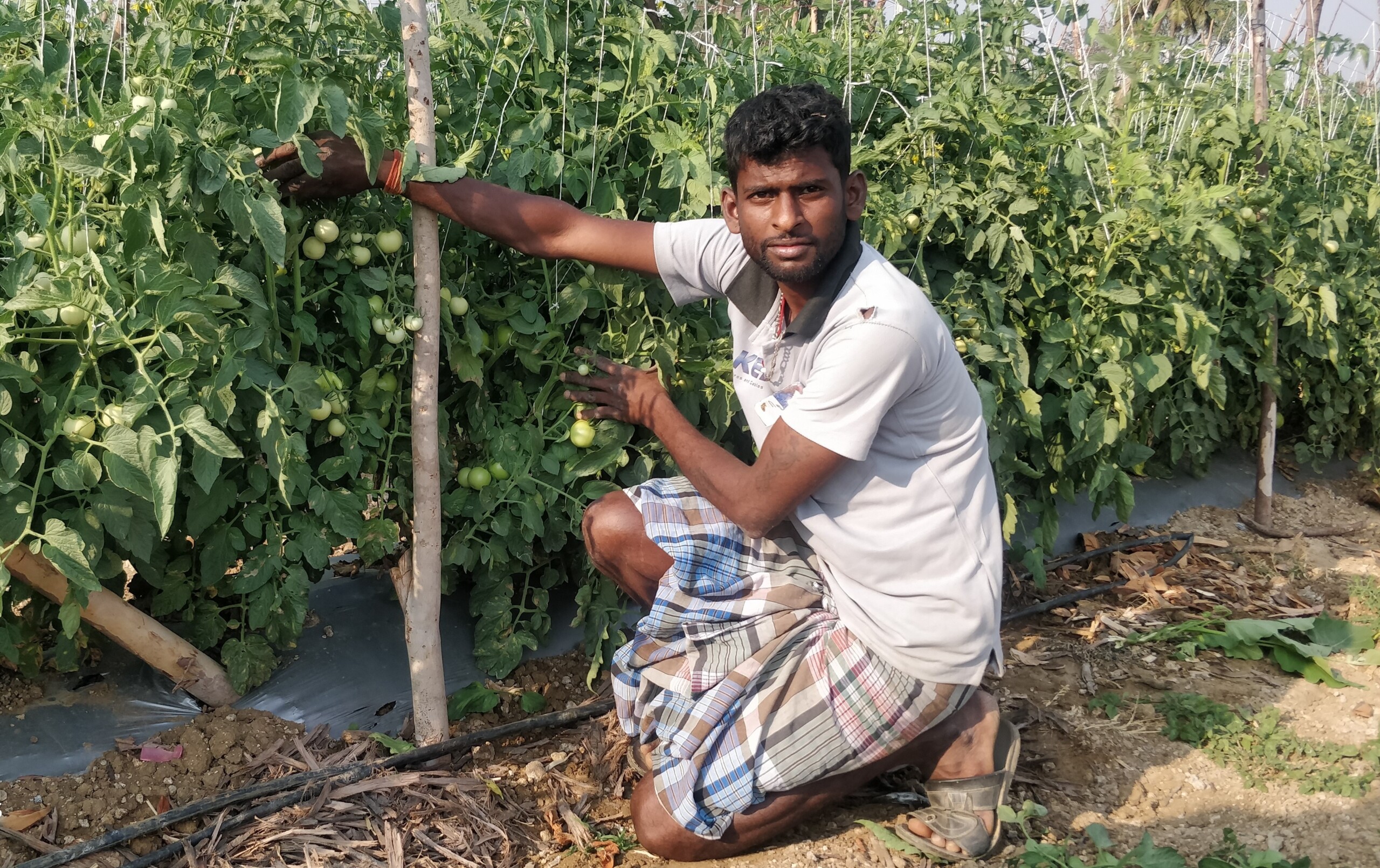 Grafting and polyhouses improve tomato yields for Indian smallholders