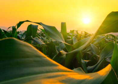 New maize transformation method may broaden access to crop bioengineering