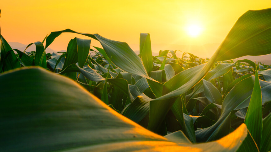 New maize transformation method may broaden access to crop bioengineering