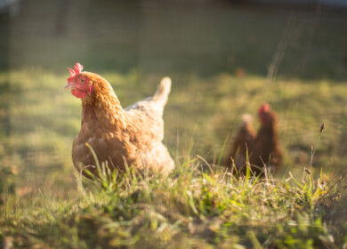 Poultry manure boosts crop yields and profits in Nigerian farming study