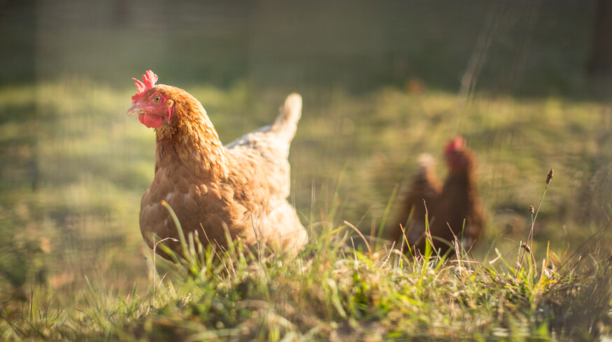 Poultry manure boosts crop yields and profits in Nigerian farming study
