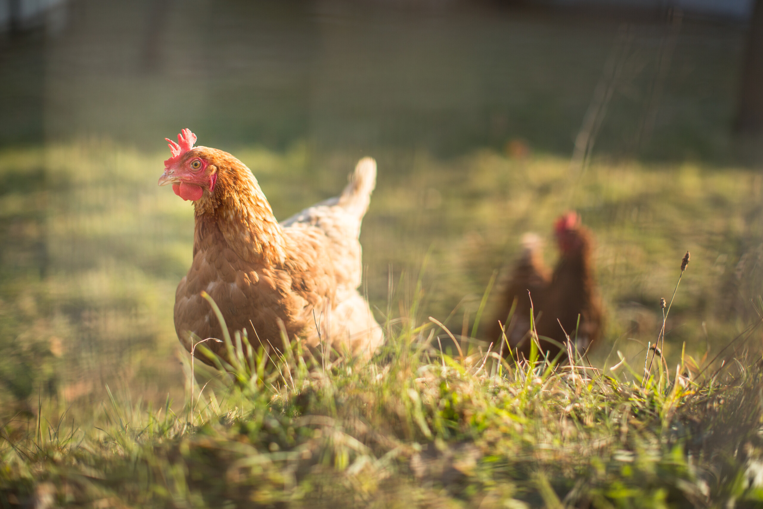 Poultry manure boosts crop yields and profits in Nigerian farming study