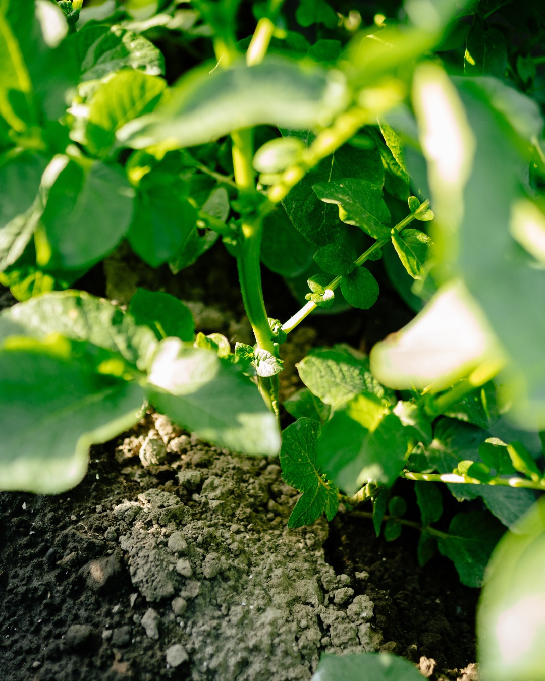 Royal HZPC sees revenue topping €500 million as seed potato demand rises