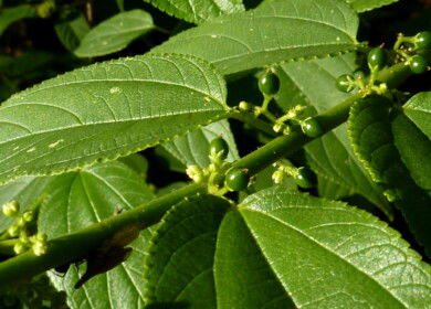 Scientists identify cannabis compound in Brazilian shrub