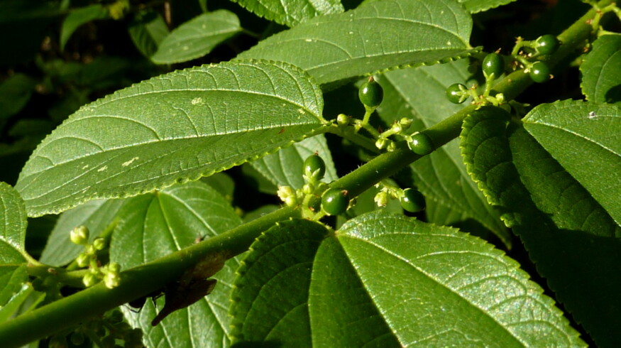 Scientists identify cannabis compound in Brazilian shrub
