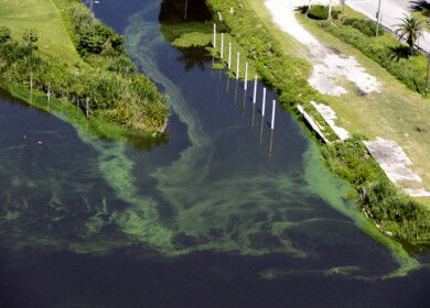 Florida counties impose summer fertilizer bans to protect Indian River Lagoon