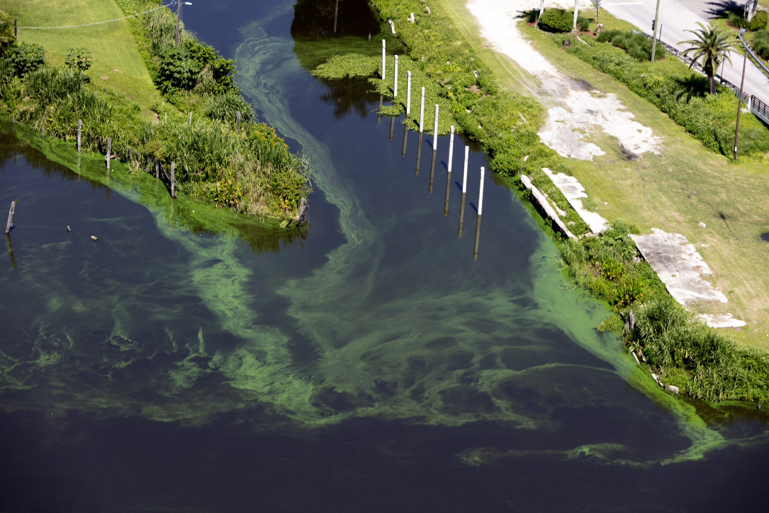 Florida counties impose summer fertilizer bans to protect Indian River Lagoon