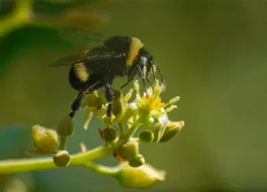 Biobest reports up to 50% yield increase in avocado trials with bumblebee pollination