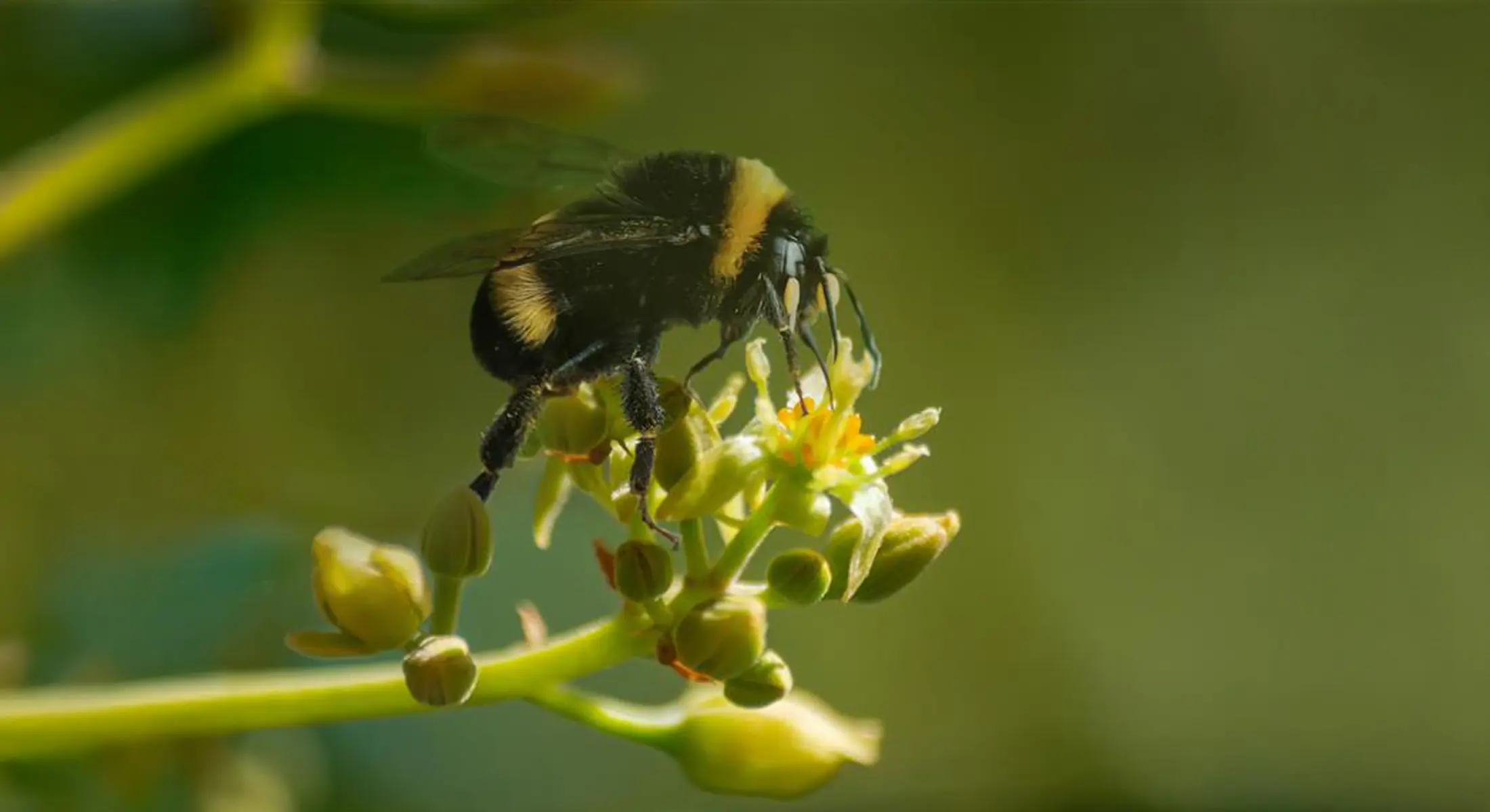 Biobest reports up to 50% yield increase in avocado trials with bumblebee pollination