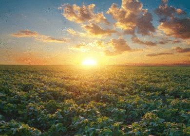 China clears $18 billion Bunge-Viterra merger under strict supply conditions