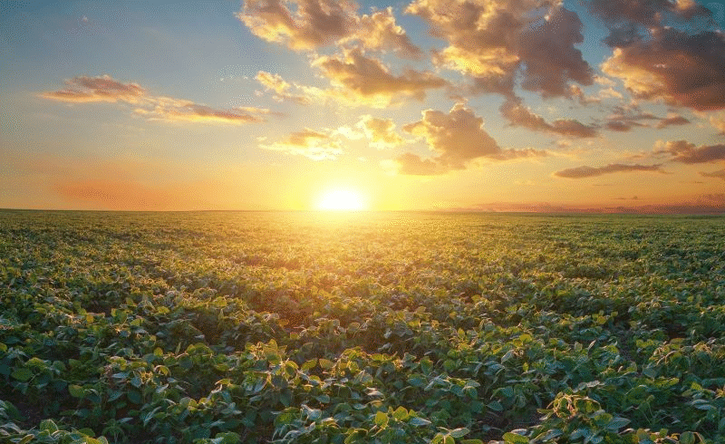 China clears $18 billion Bunge-Viterra merger under strict supply conditions