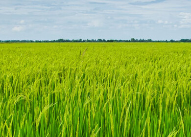 Cibus and John Innes Centre push forward on gene-edited crop trait to reduce fertilizer dependency