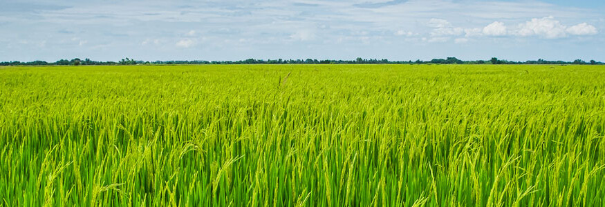 Cibus and John Innes Centre push forward on gene-edited crop trait to reduce fertilizer dependency