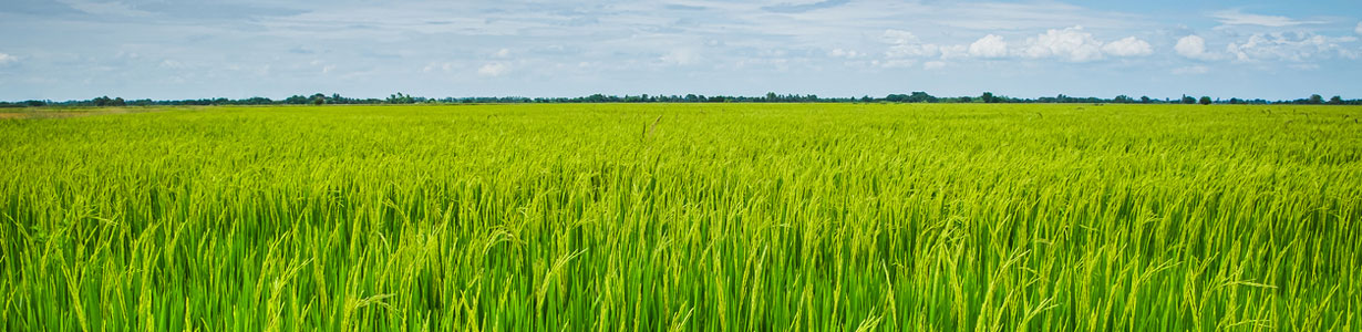 Cibus and John Innes Centre push forward on gene-edited crop trait to reduce fertilizer dependency