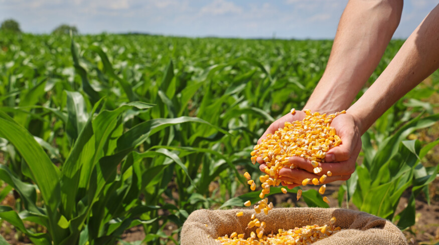 Vegetable seed market may reach $11.6 billion by 2032