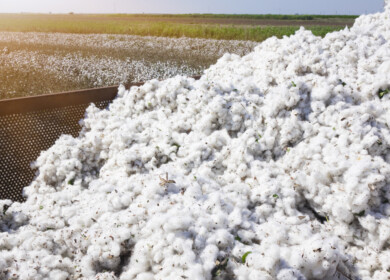 ADM and PYCO to combine Texas cottonseed facilities
