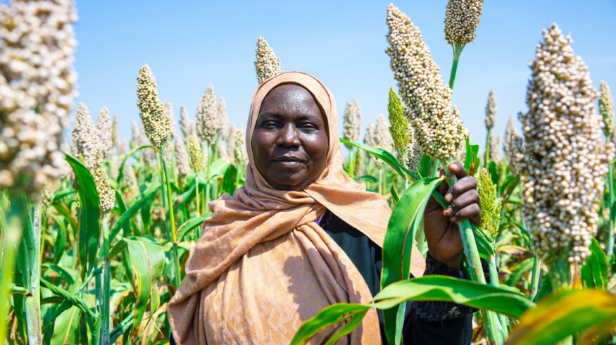 FAO warns climate change threatens half of prime growing areas for key crops by 2100
