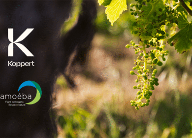 Koppert and Amoéba sign five-year distribution deal for novel biofungicide