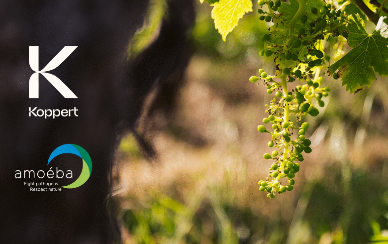 Koppert and Amoéba sign five-year distribution deal for novel biofungicide