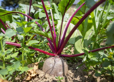 Biological inputs lift sugar beet yields as UK growers adapt to new pressures
