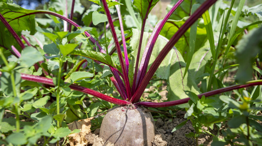 Biological inputs lift sugar beet yields as UK growers adapt to new pressures