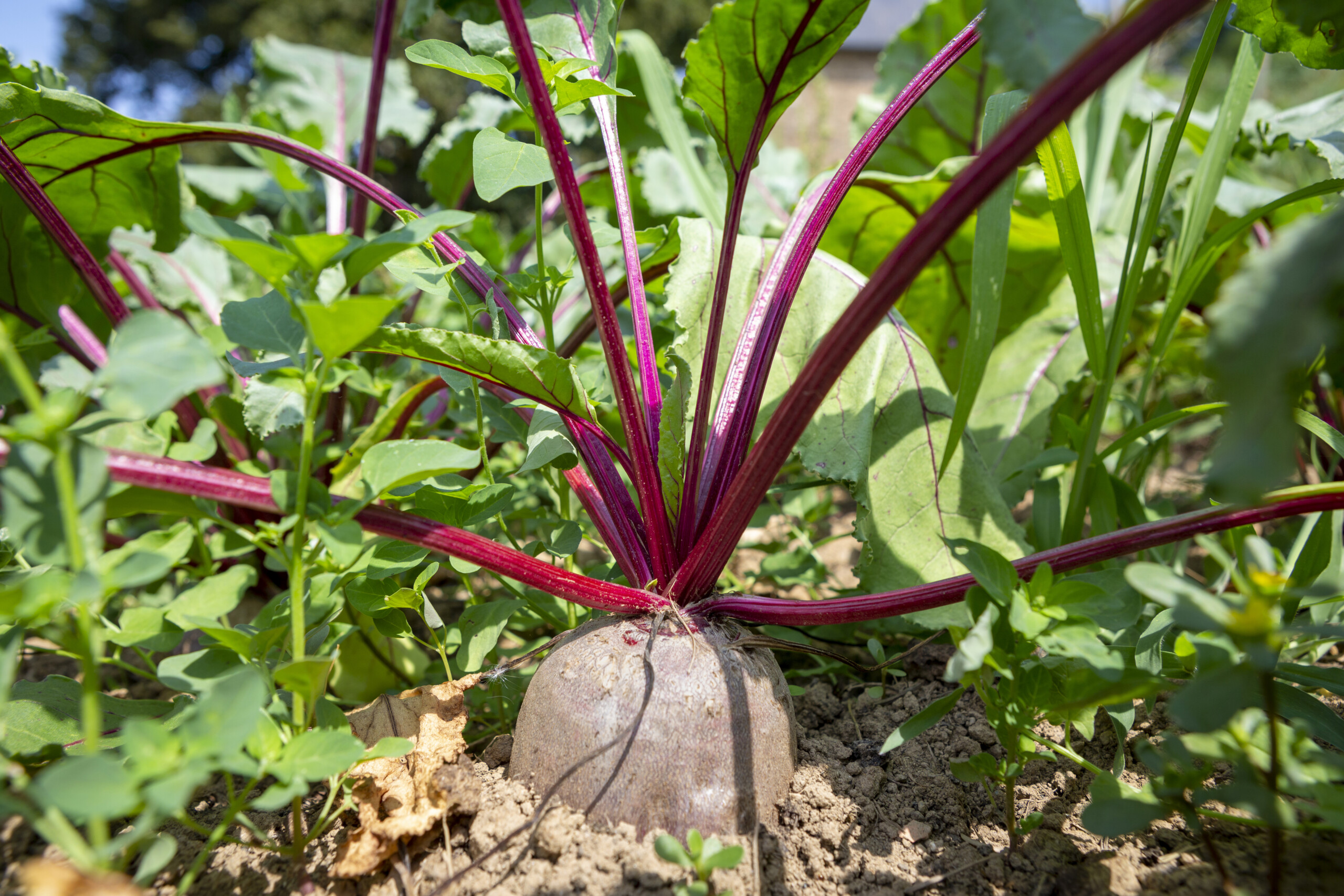 Biological inputs lift sugar beet yields as UK growers adapt to new pressures