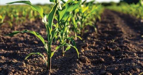 MustGrow to distribute Phospholutions’ RhizoSorb in Canada