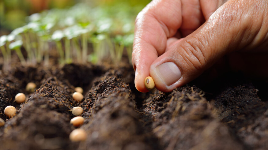 Russia to ban imports of planting and seed materials from the Netherlands