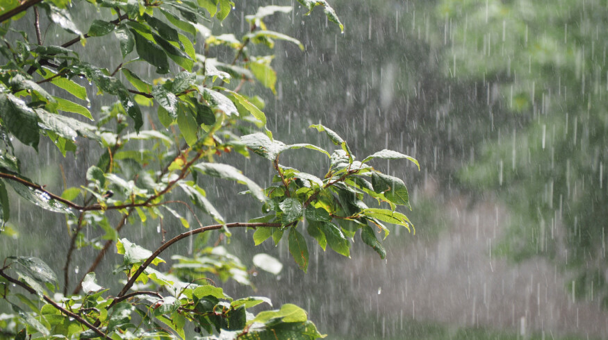 Relentless spring rains leave Southern U.S. farmers with historic prevent plant losses