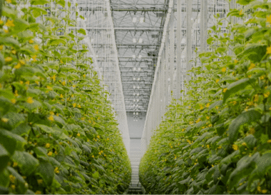 Sollum and Optimal partner to automate precision greenhouse growing