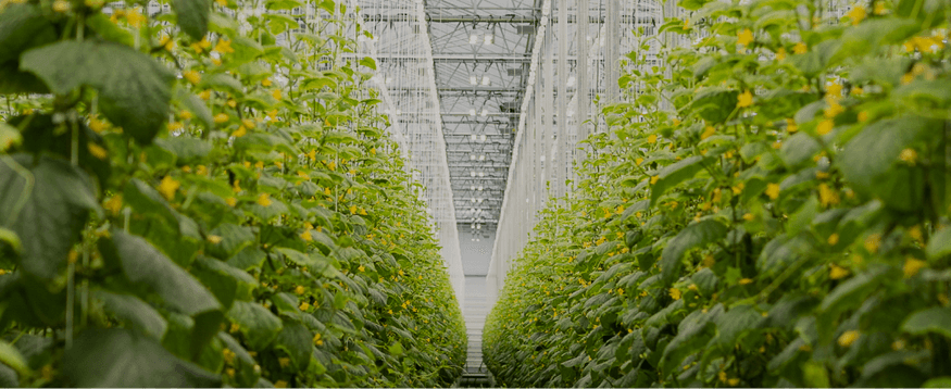 Sollum and Optimal partner to automate precision greenhouse growing