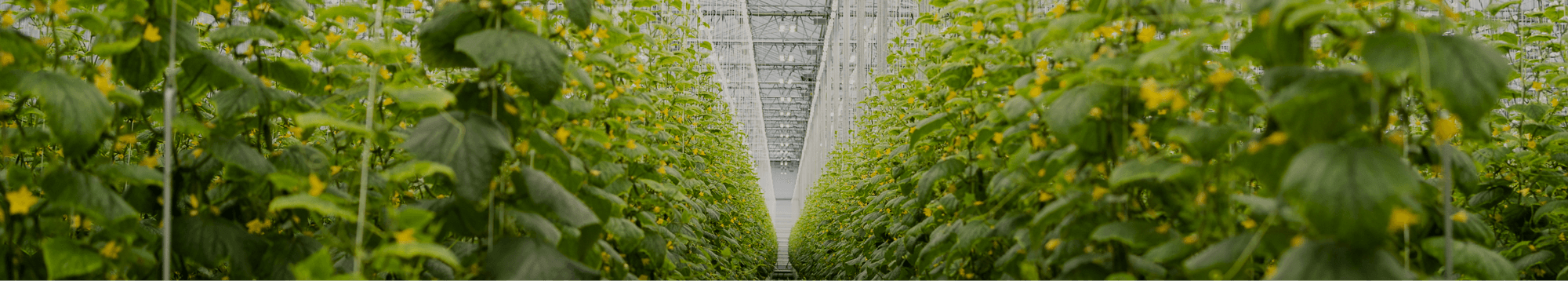 Sollum and Optimal partner to automate precision greenhouse growing