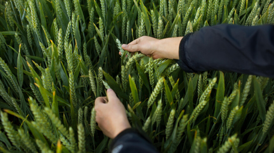 Bayer seeks new herbicide approval in US, Canada, Brazil and EU