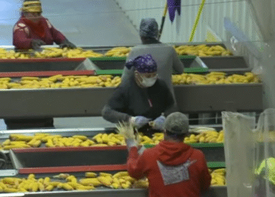 Beck’s to buy Nebraska corn seed plant from Syngenta