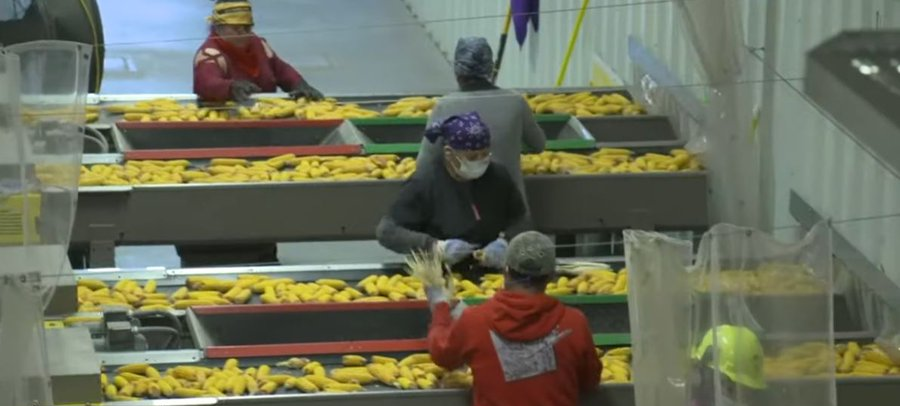 Beck’s to buy Nebraska corn seed plant from Syngenta