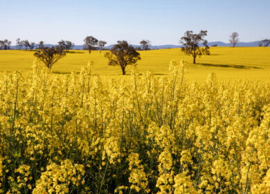 Australia invests AUD 21 million to future-proof canola as demand and climate risks grow