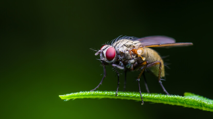 Macquarie University research suggests that widely used fungicide Chlorothalonil may contribute to insect population decline