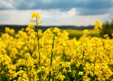 FMC introduces fluindapyr fungicide in Ukraine, marking first EMEA launch