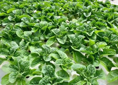 Greenway Farms adopts Sollum Technologies’ dynamic LED lighting for lettuce production