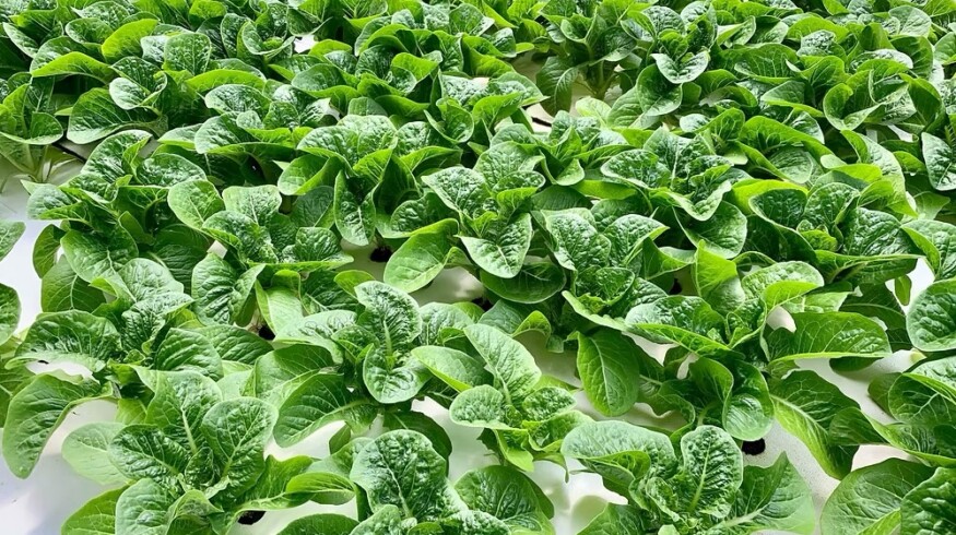 Greenway Farms adopts Sollum Technologies’ dynamic LED lighting for lettuce production