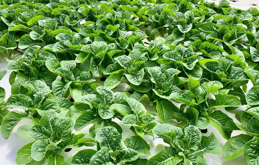Greenway Farms adopts Sollum Technologies’ dynamic LED lighting for lettuce production