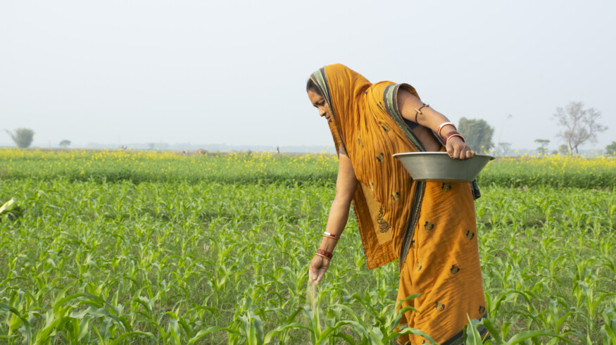 Maize germination issues prompt investigation in Karnataka, India
