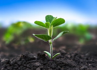 Researchers discovered a zinc-sensing protein that regulates nitrogen fixation in legumes